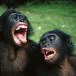 میم خام میمون های خوشحال