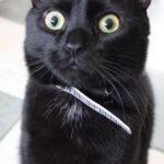 میم خام گربه سیاه