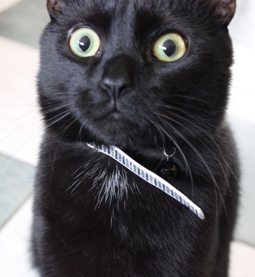 میم خام گربه سیاه