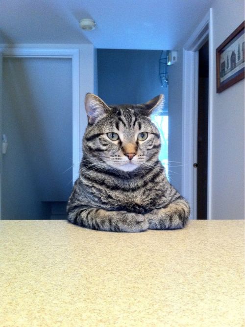 میم خام گربه نشسته