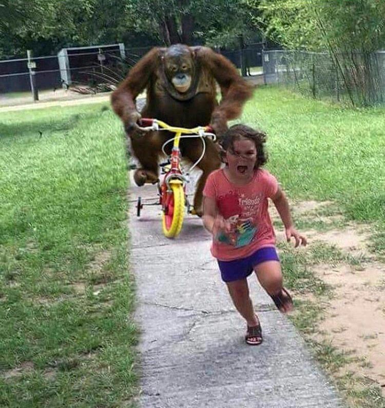 میم خام فرار دختر بچه از میمون