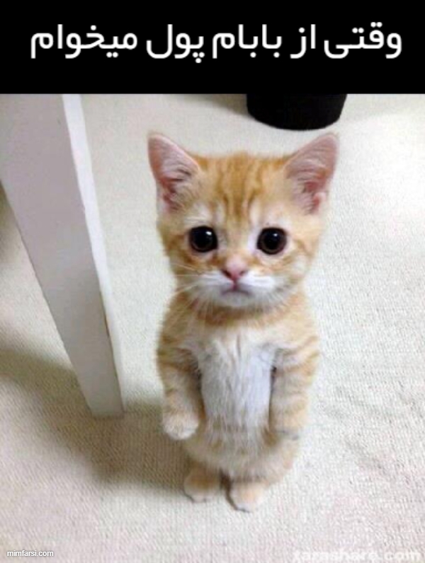 میم گربه با نمک-میم وقتی از بابام پول میخوام