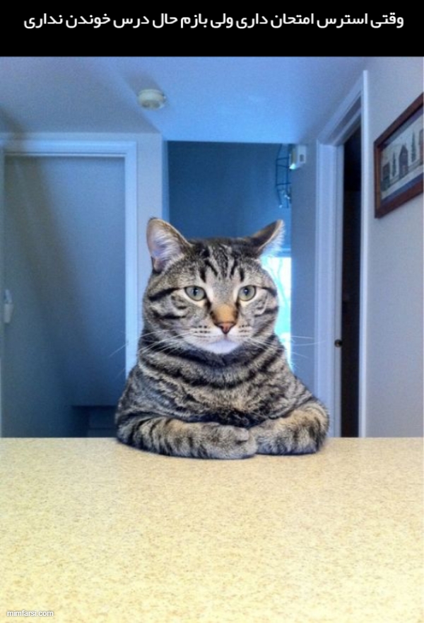 میم گربه نشسته-میم وقتی استرس امتحان داری