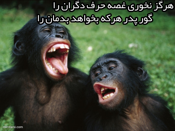 میم میمون های خوشحال | هرگز نخوری غصه حرف دگران را