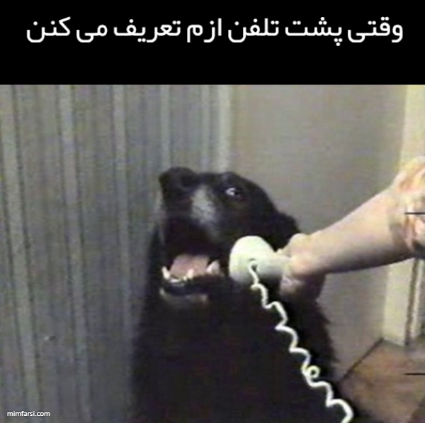 میم خام صحبت کردن سگ با تلفن میم وقتی ازم تعریف… ۸۸۱۲