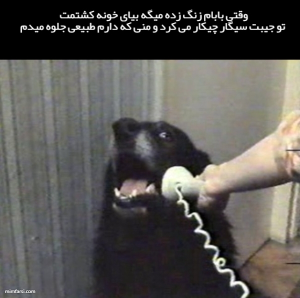 میم خام صحبت کردن سگ با تلفن میم وقتی بابام زنگ… ۸۸۰۸