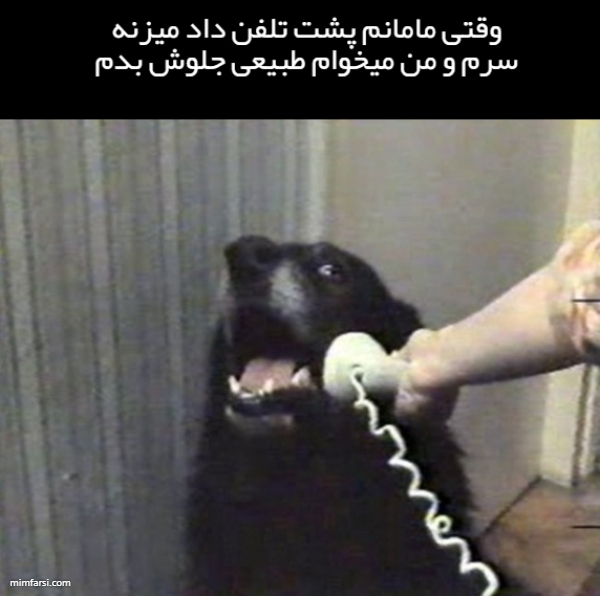 میم خام صحبت کردن سگ با تلفن میم وقتی مامانم سرم… ۸۸۰۴