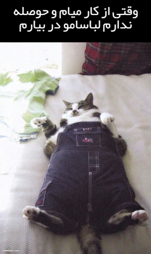 میم گربه چاق-میم از کار میام و حوصله درآوردن...